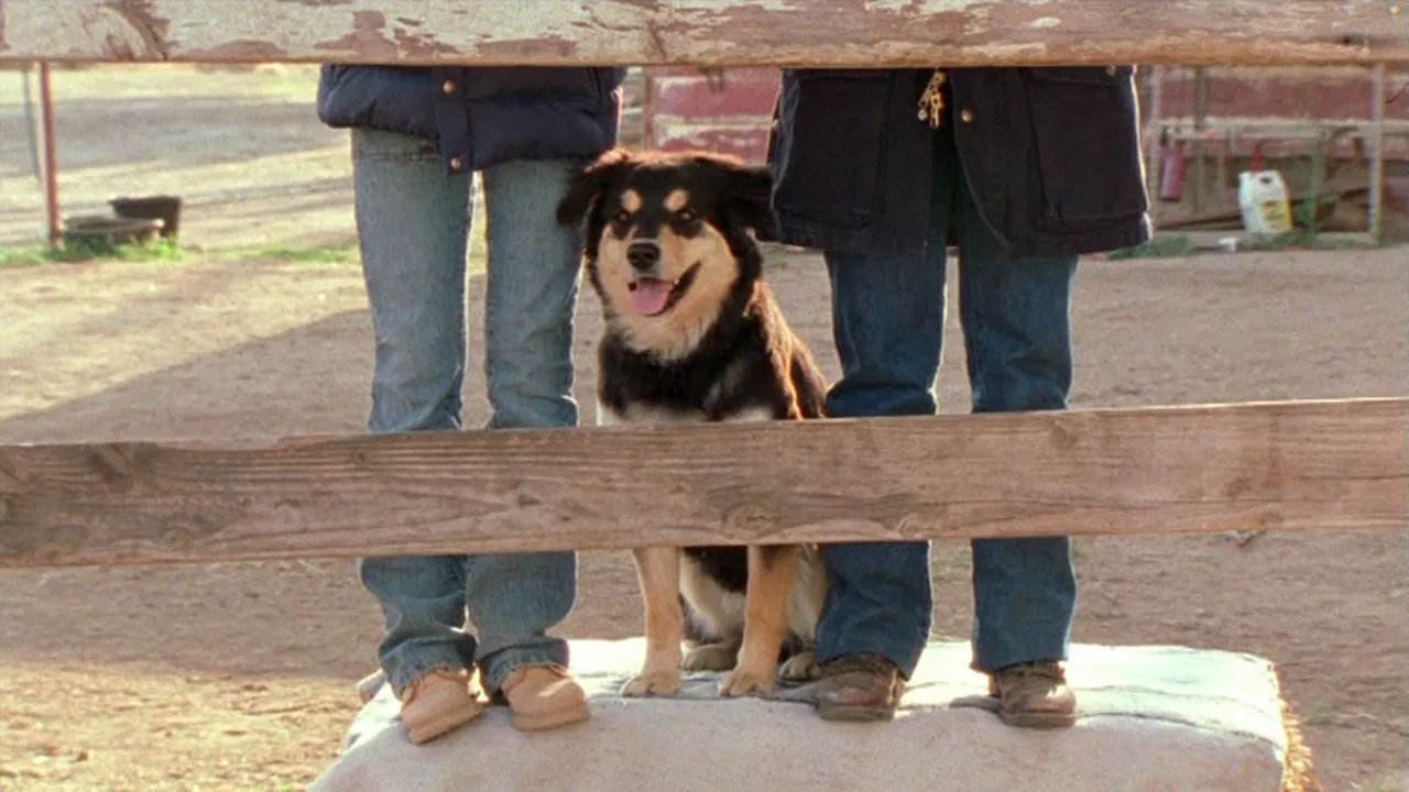 Hollywood, It's a Dog's Life backdrop