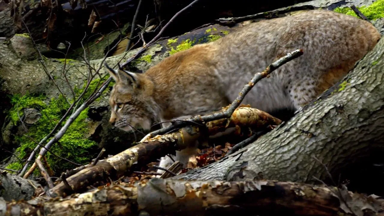Making An Ancient Forest - Kalkalpen National Park backdrop