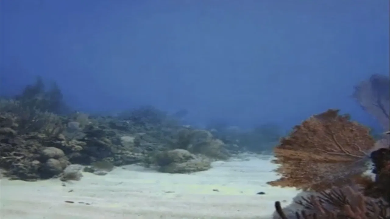 Tank Fantasy backdrop