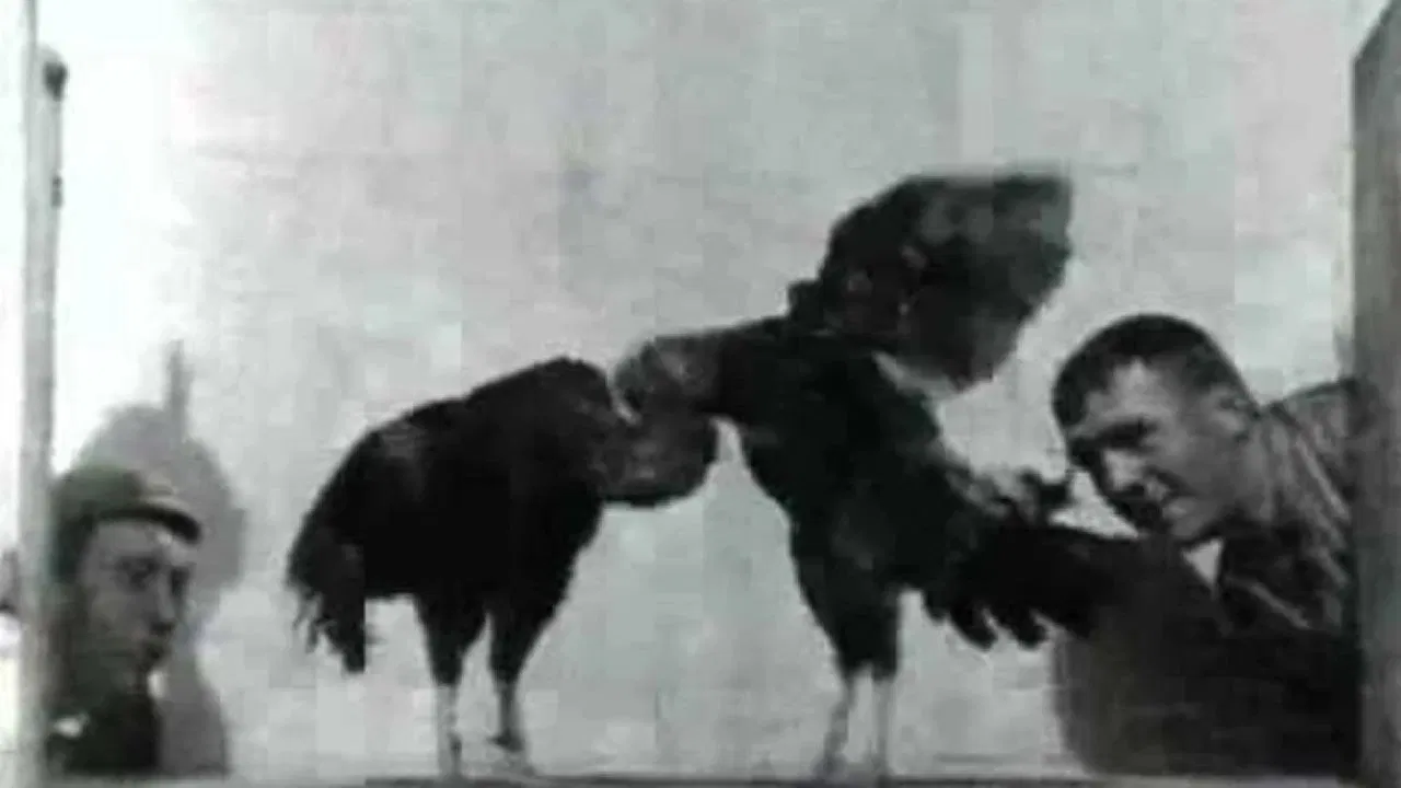 Cock Fight, No. 2 backdrop