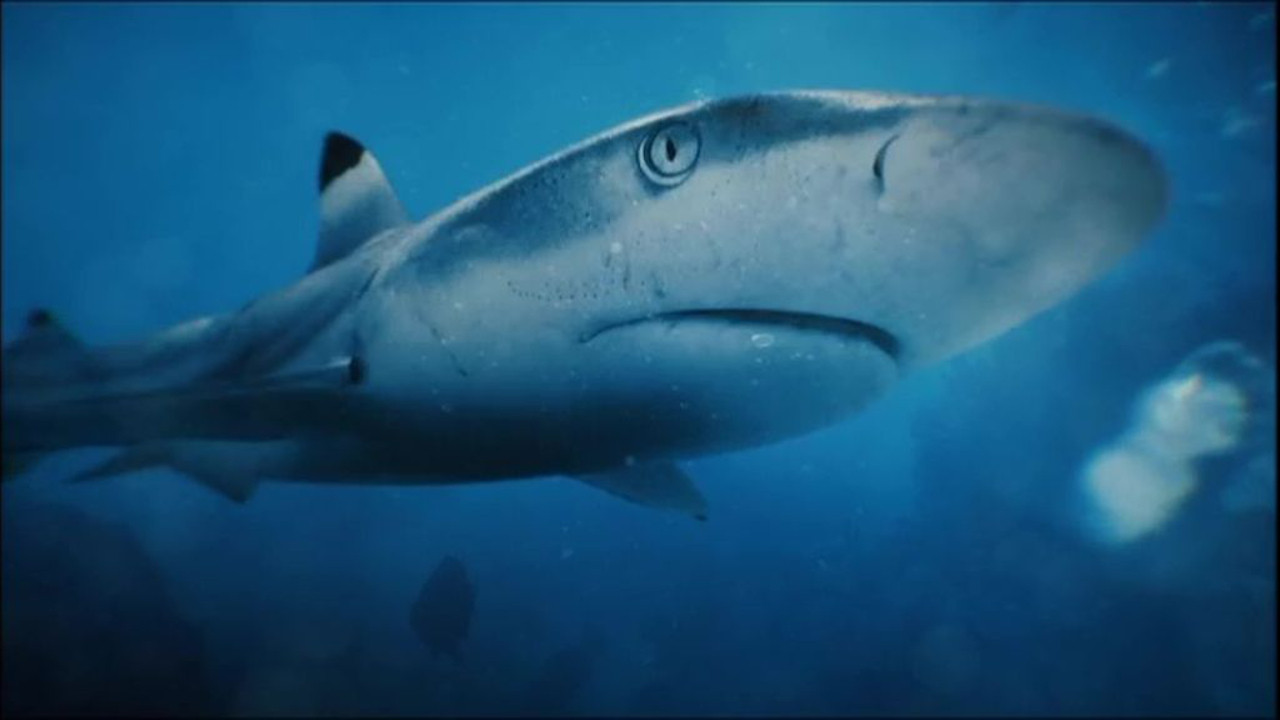 Une saison à Tahiti backdrop