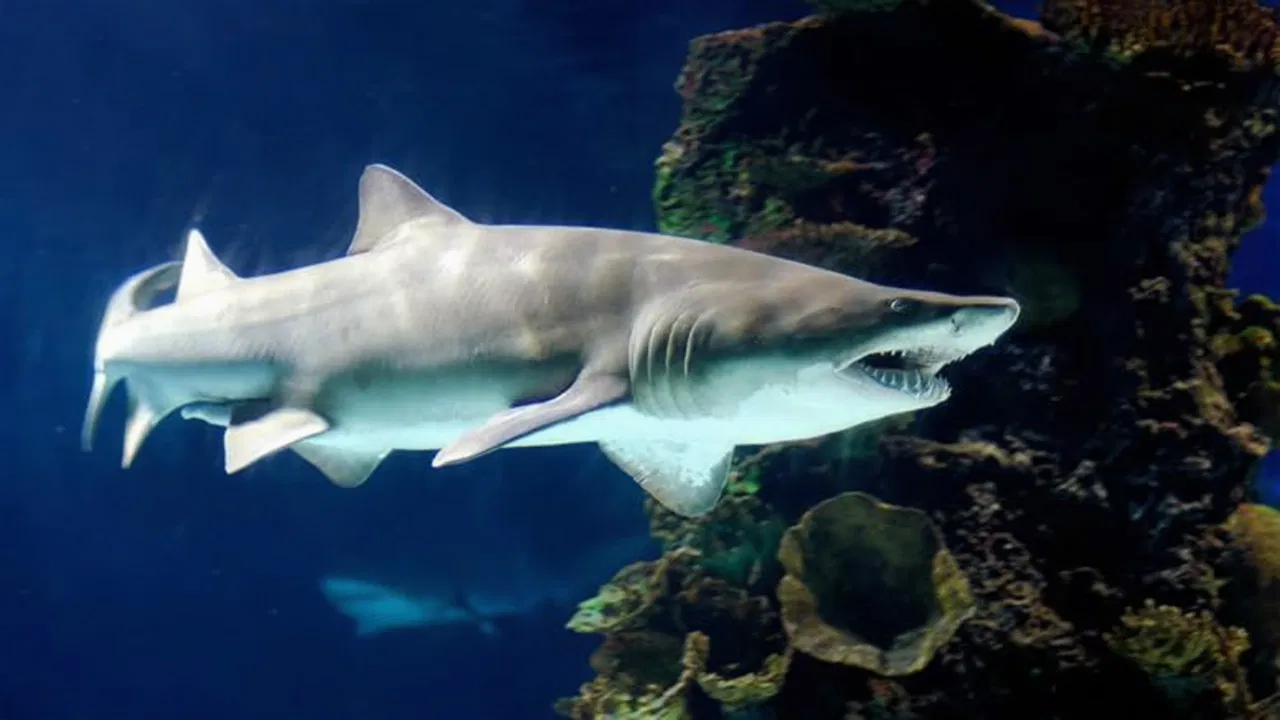 Blue Reef Adventures backdrop