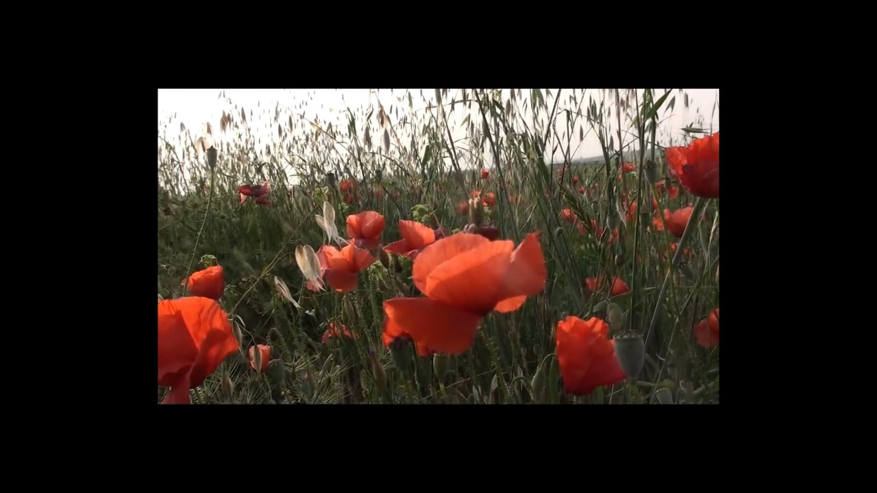 Vogliamo Una Vita Bella backdrop