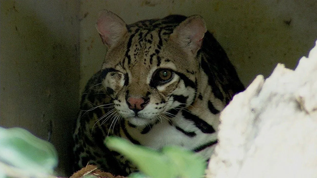 Resgate Animal backdrop