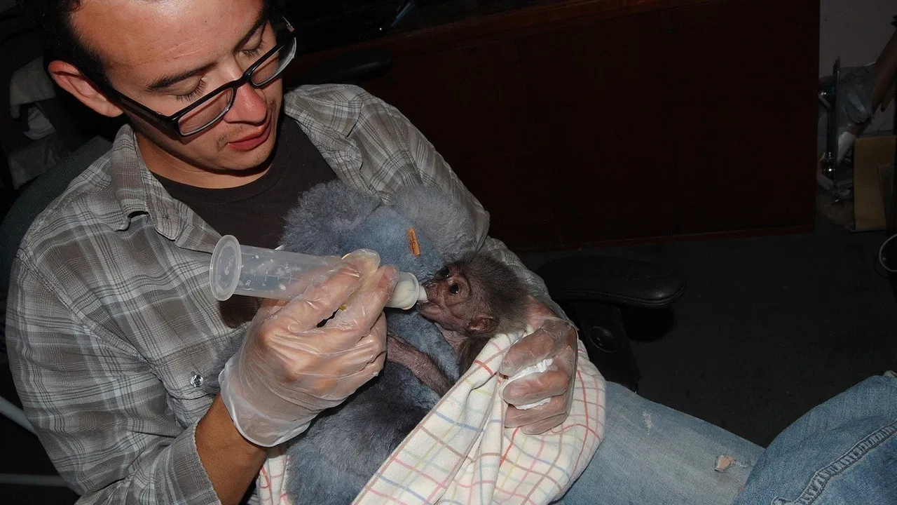 The Center: Gibbons and Guardians backdrop