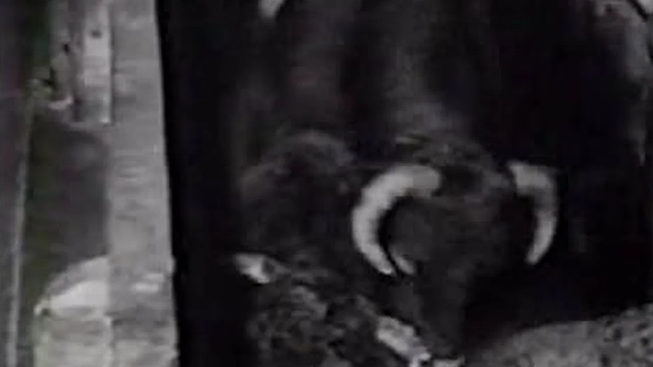 El martillo: Crónica de un mito backdrop