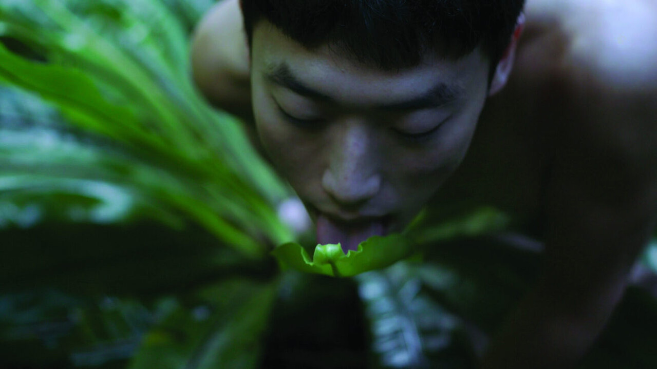 Pteridophilia backdrop