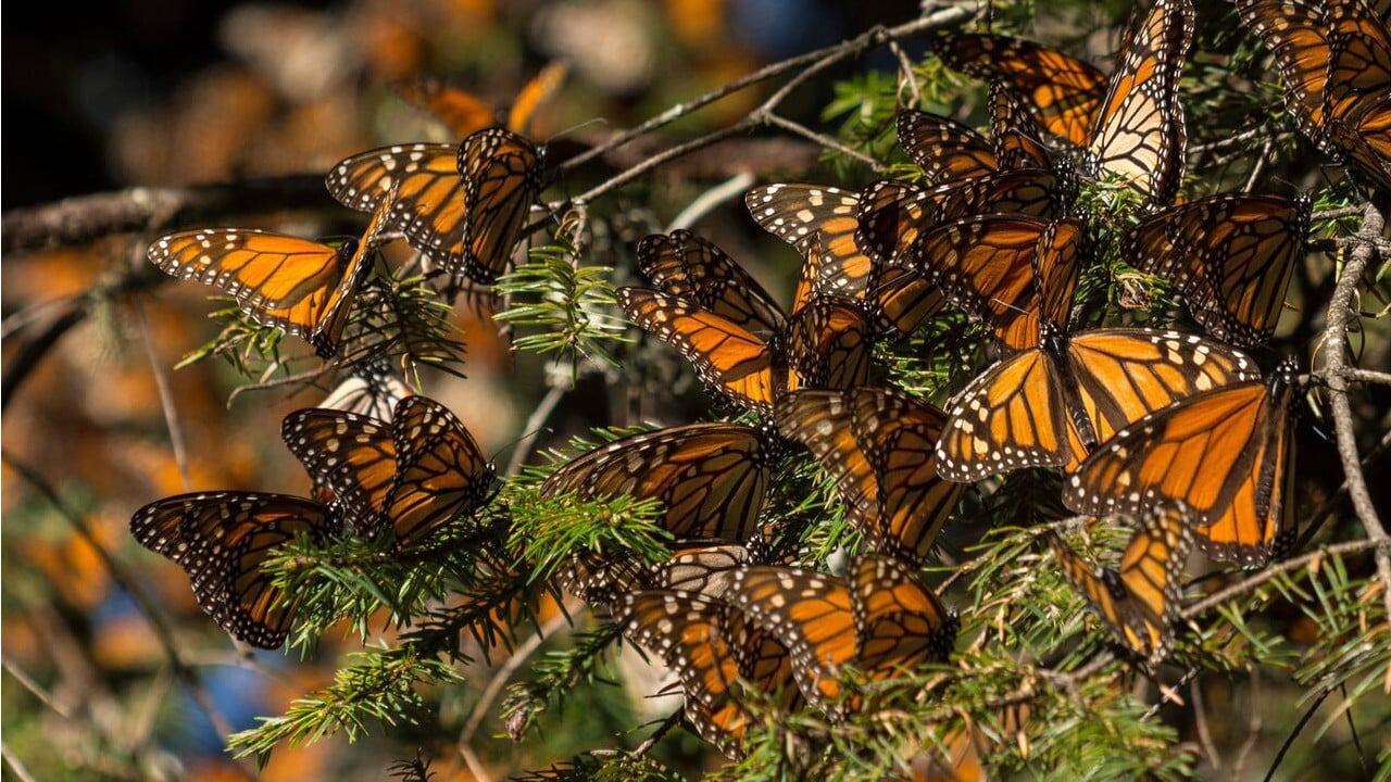The Guardians backdrop