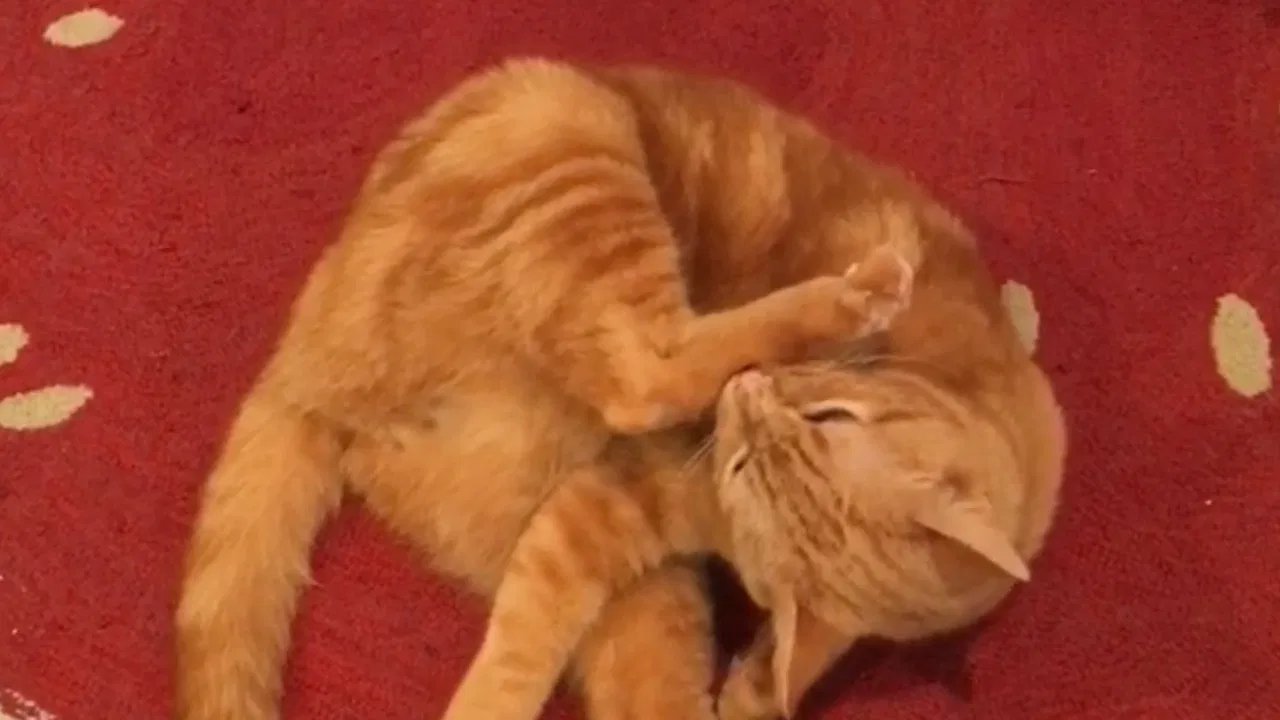 The Adventures of Murphy the Cat #1 backdrop