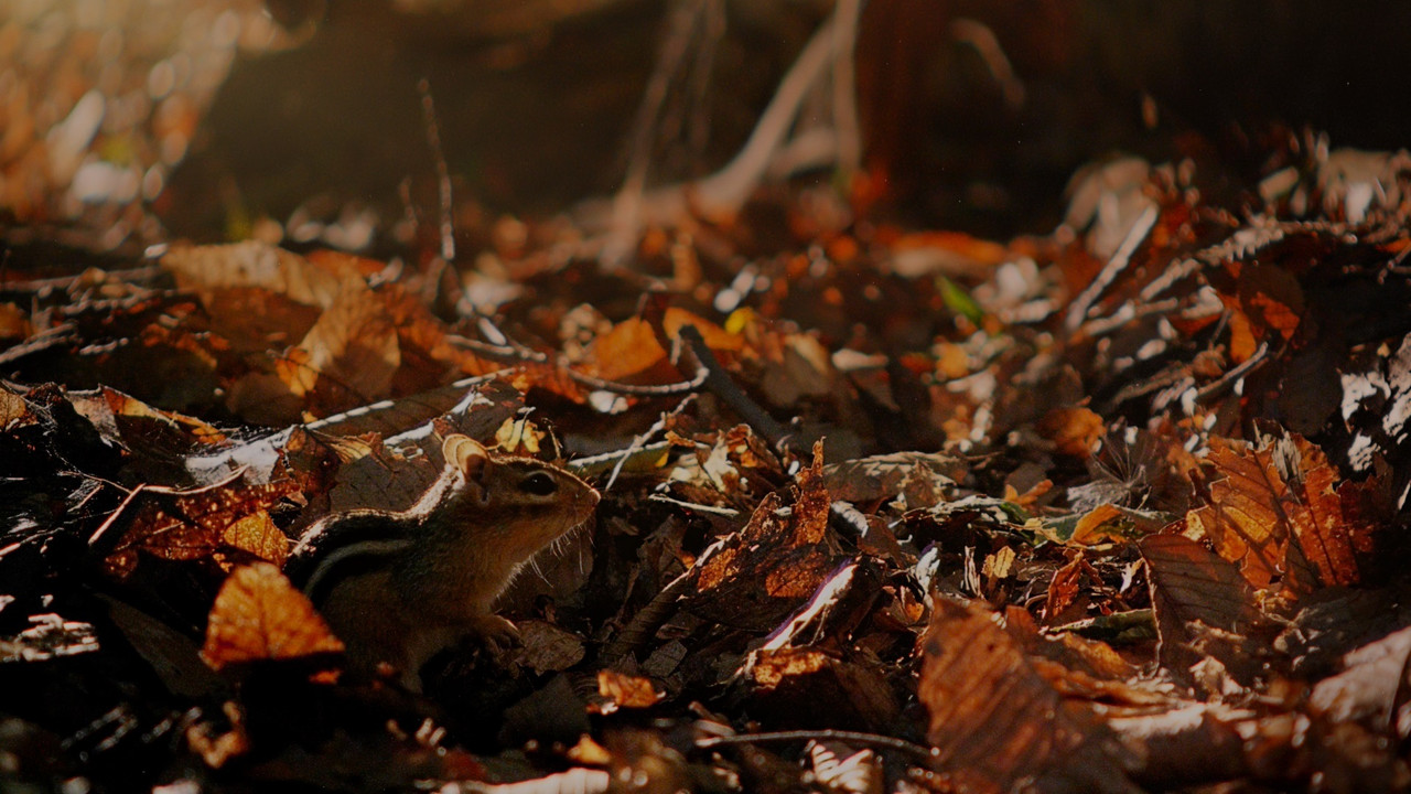 Tiny Giants 3D backdrop