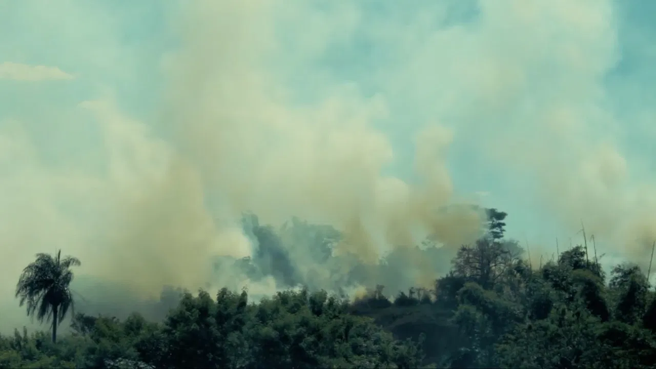 O Homem que Fotografava Árvores backdrop