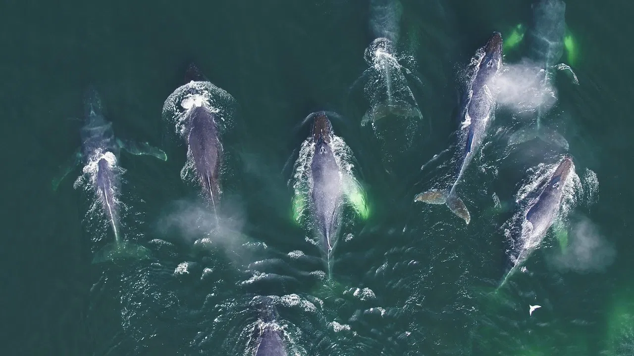 Genius Sea Hunters backdrop