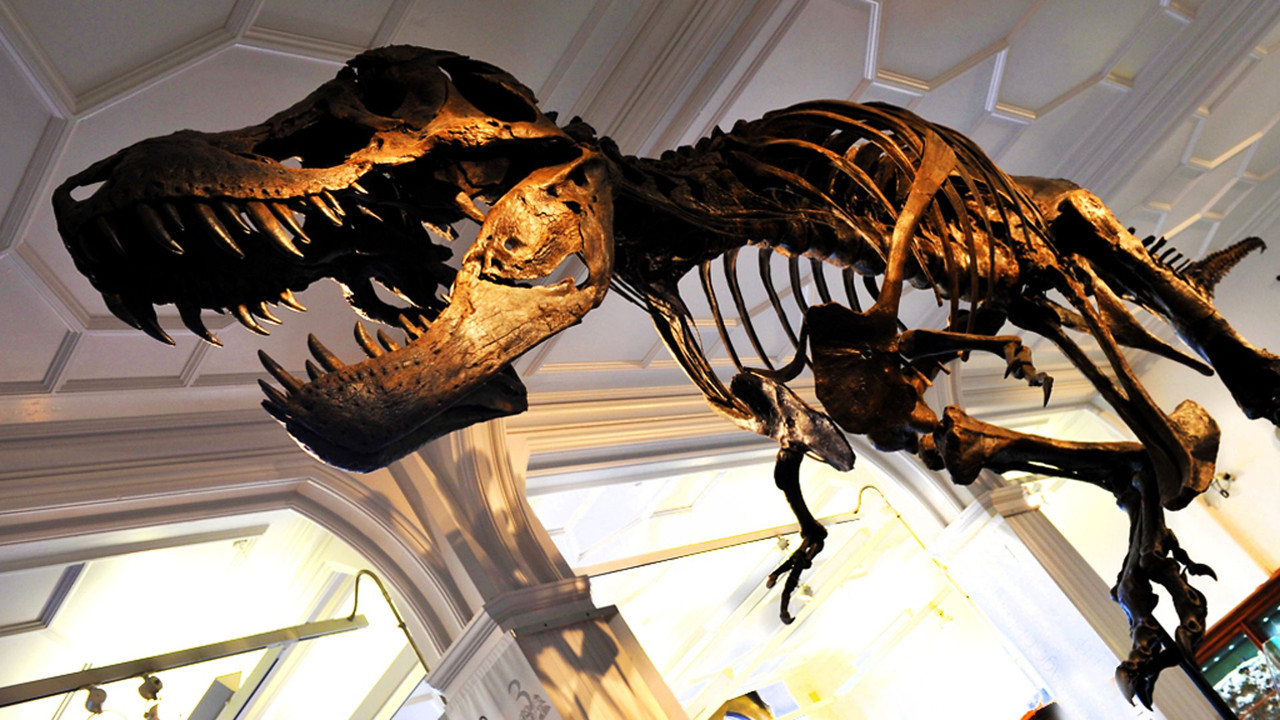 How to Build a Dinosaur backdrop