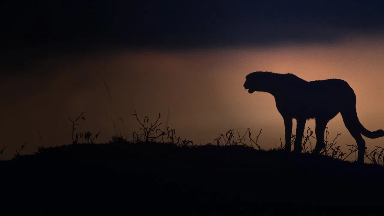Kalahari: Land of Secret Alliances backdrop