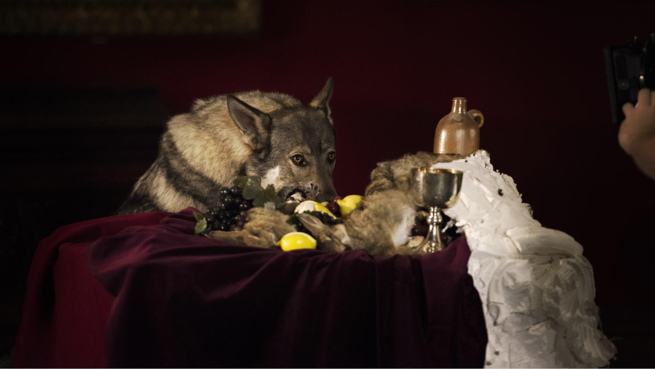 Two Discs and a Zed backdrop