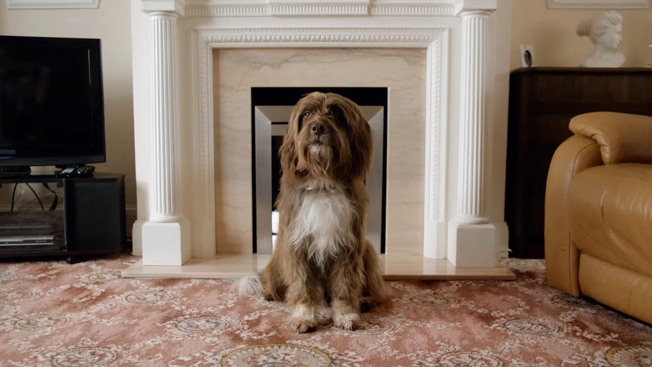 The Dog with the Woman backdrop