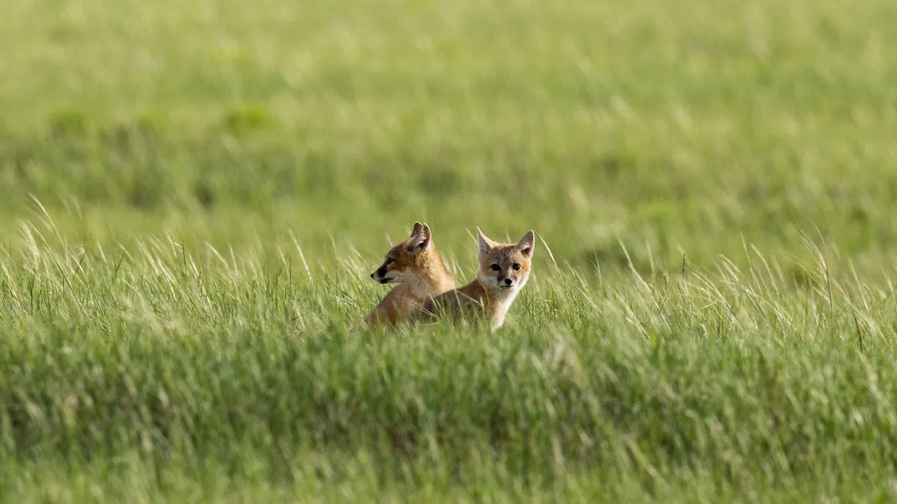The Return of Nóouhàh-Toka’na backdrop
