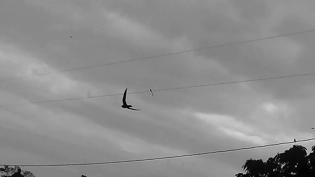 Canção Húngara do Suicídio backdrop