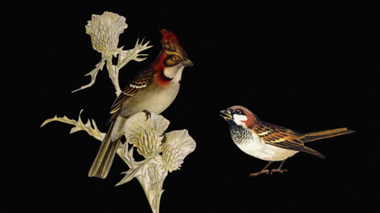 W.H. Hudson’s Remarkable Argentine Ornithology backdrop