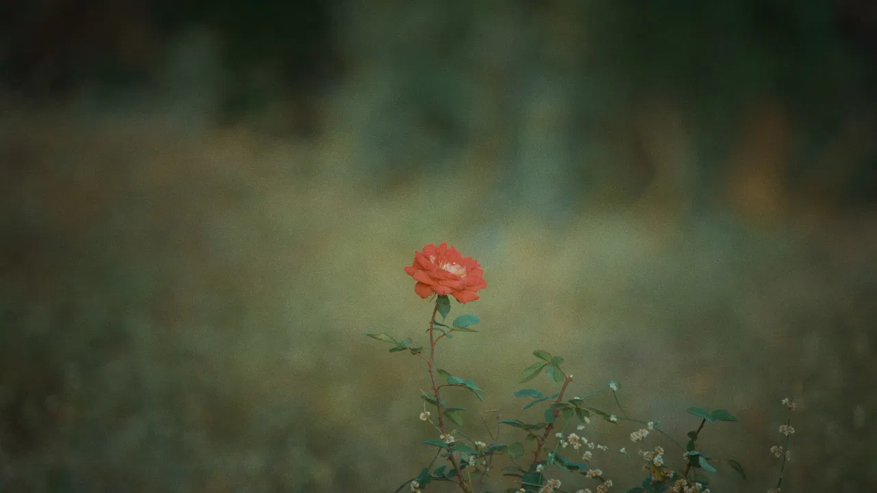 The Merchant of Vinashna backdrop