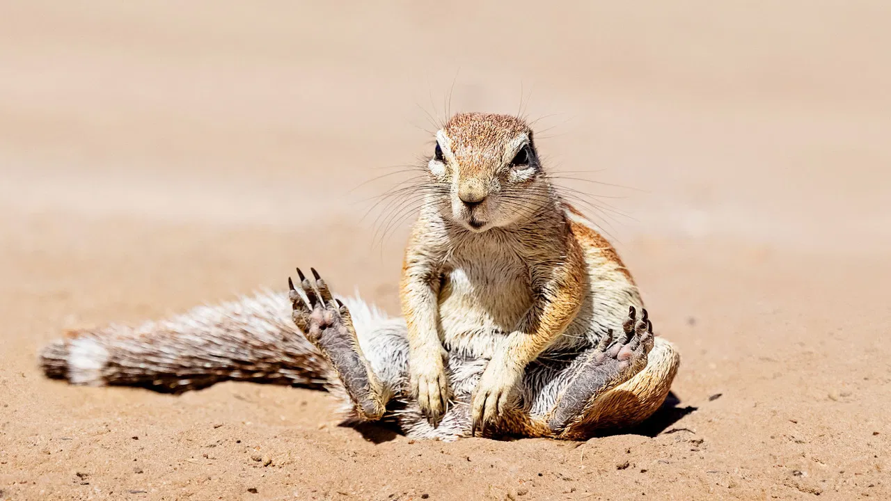 When Nature Calls with Helen Mirren backdrop