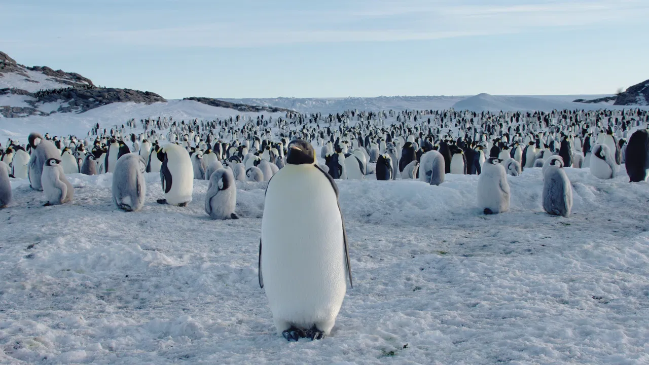 Antarktis - Leben am Limit backdrop