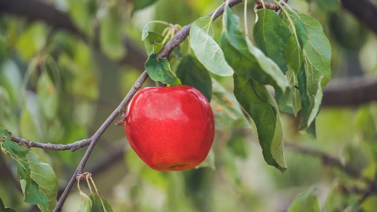 Čarovné jablko backdrop