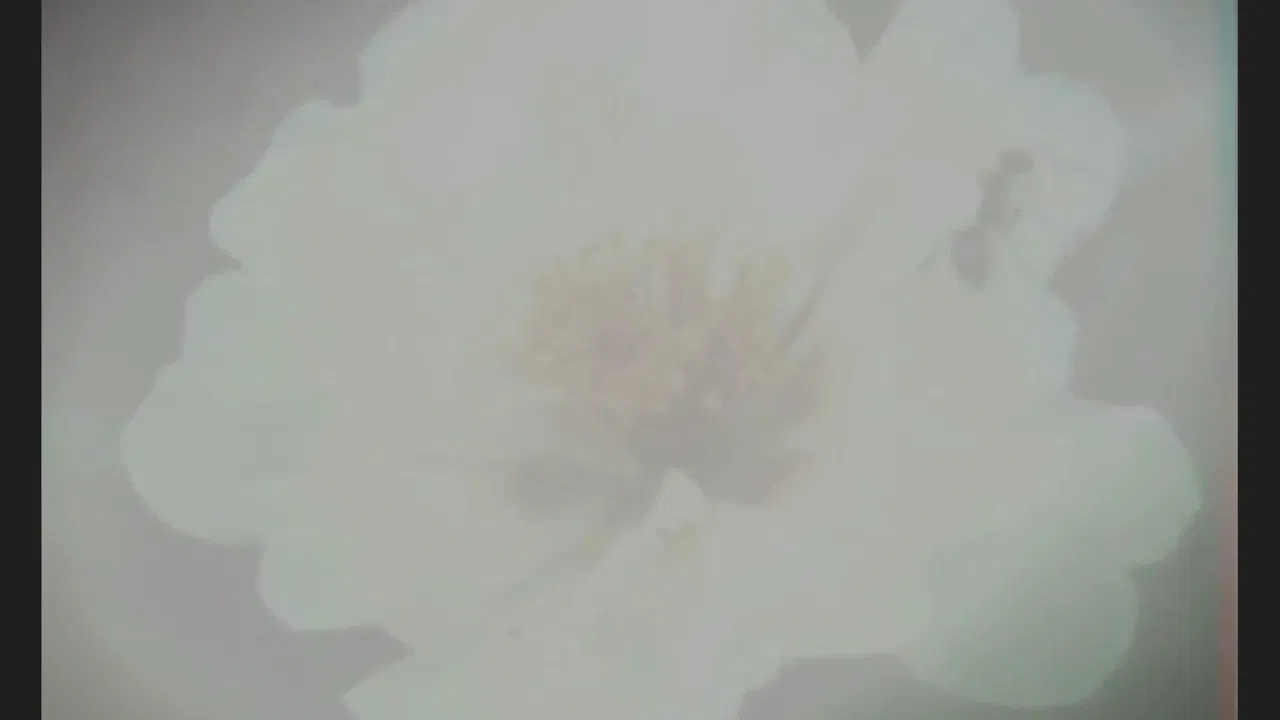 Hora do Cálculo (Calculation Time) backdrop