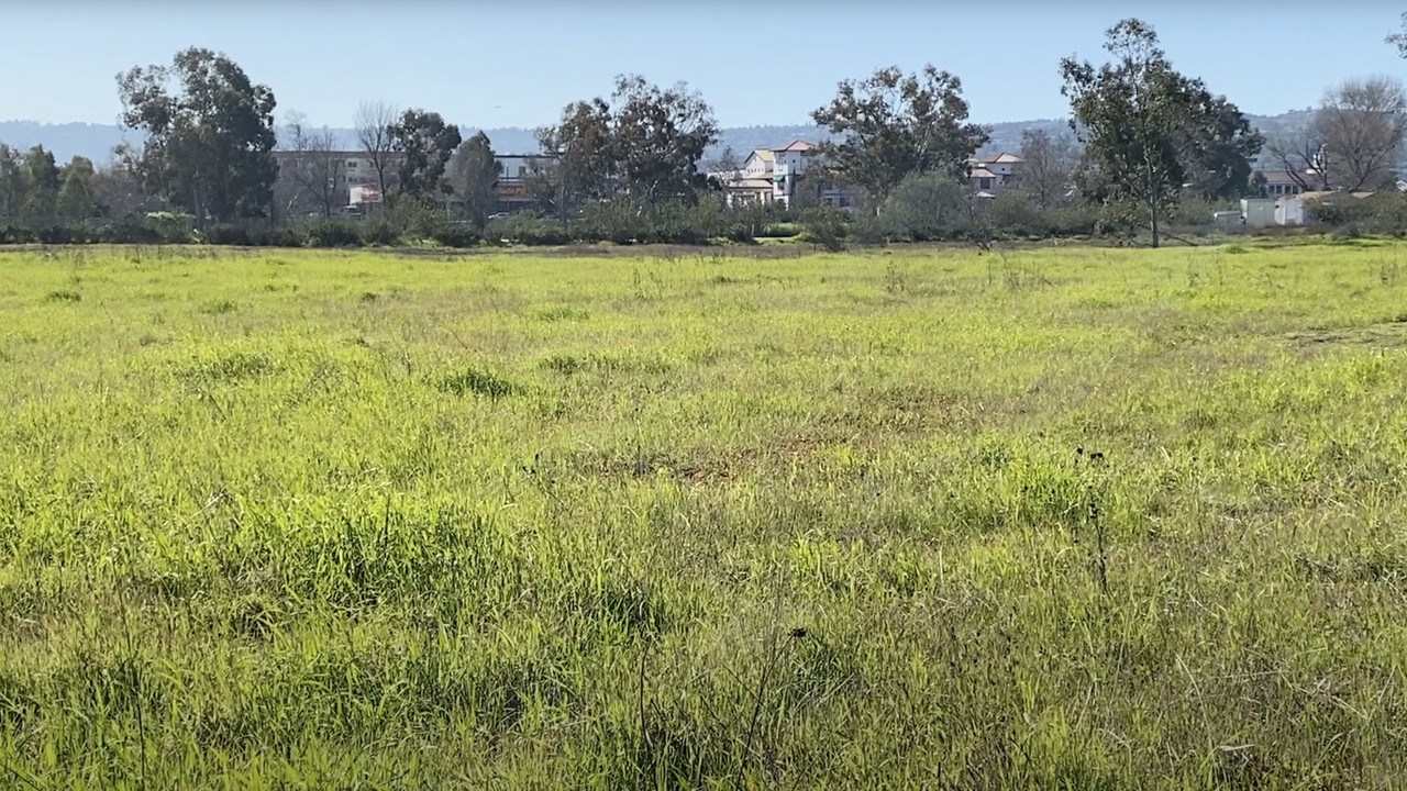 Madrona Marsh backdrop
