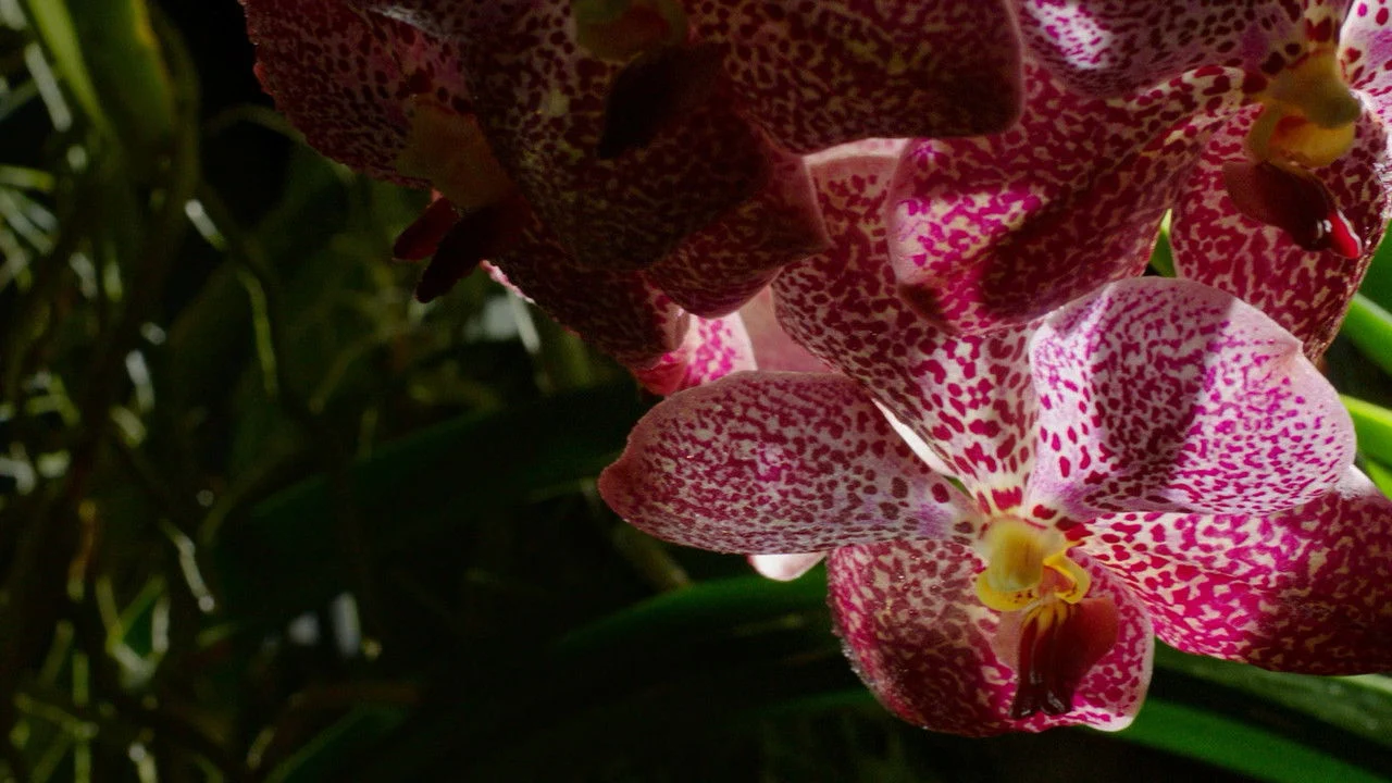 Kingdom of Plants backdrop