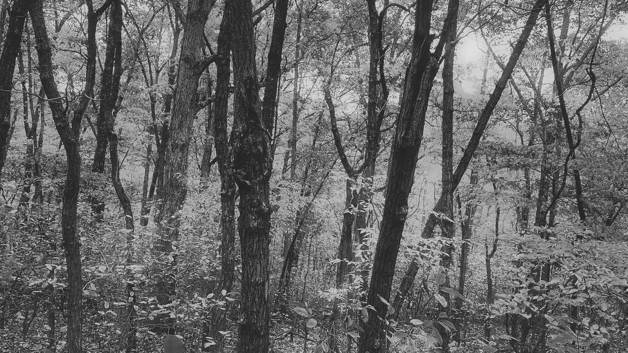 Mizziri Mike backdrop