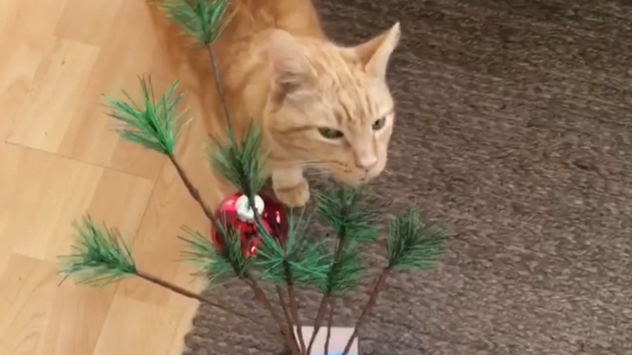 The Adventures of Murphy the Cat #6 backdrop