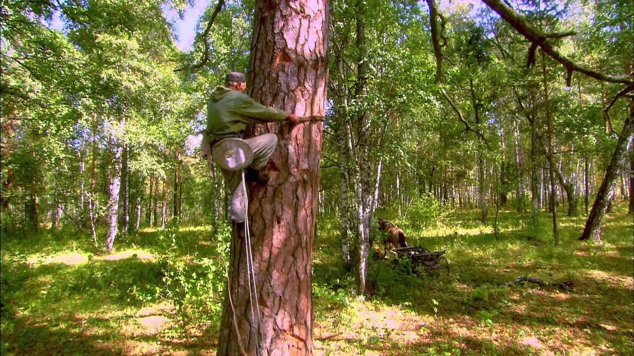 Bitter Honey backdrop