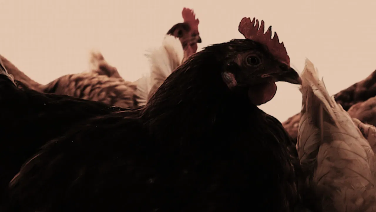 The Henhouse State backdrop