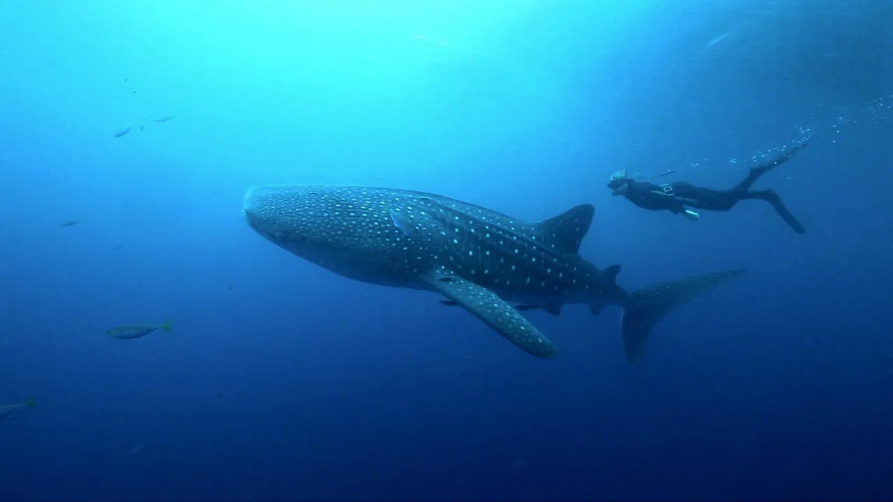 Shark Night backdrop