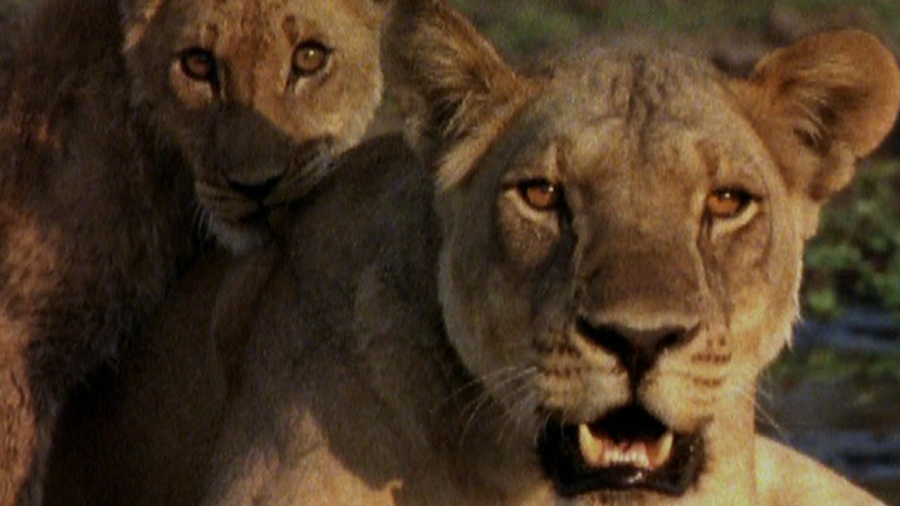 Ultimate Enemies: Elephants and Lions backdrop