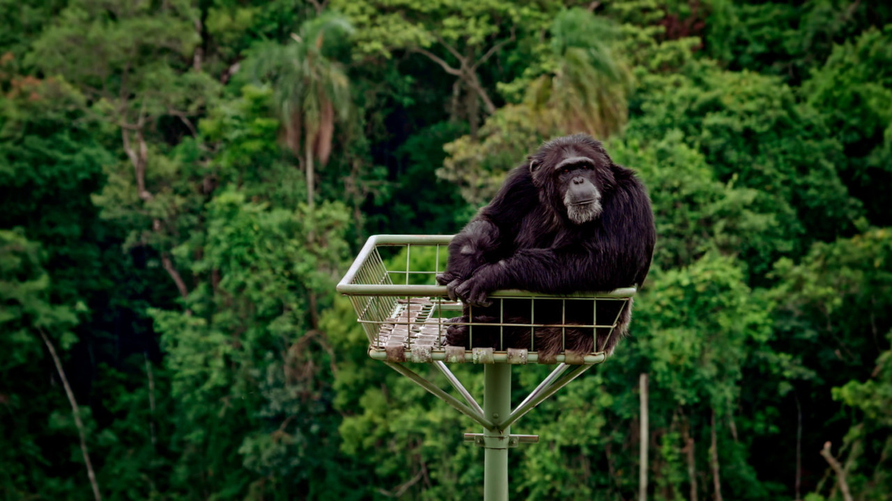 [Non]-Human Person backdrop