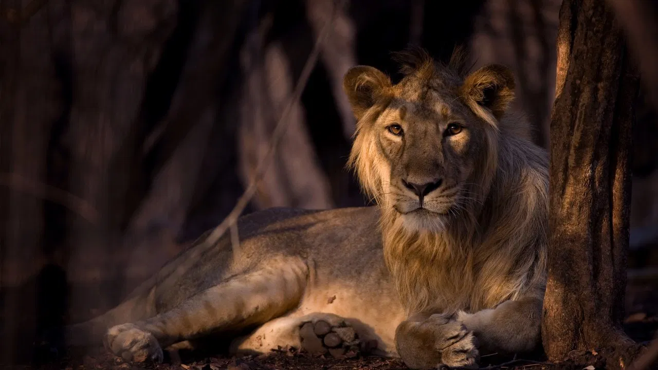 Secrets of Wild India backdrop