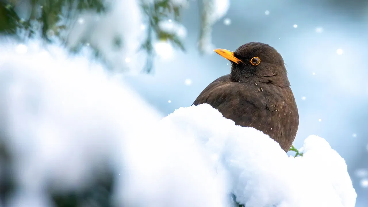 Winter Wonderland backdrop