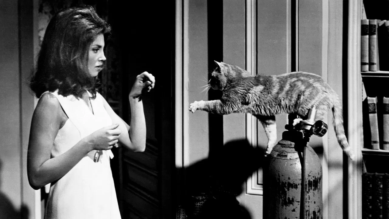 Eye of the Cat backdrop