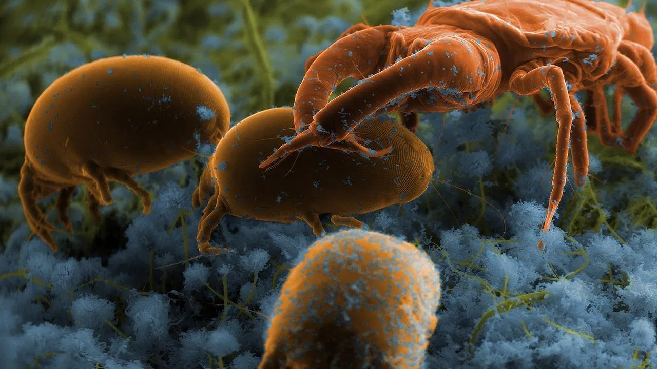 The squatters’ Return backdrop