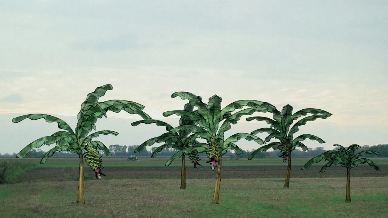 Von Bananenbäumen träumen backdrop
