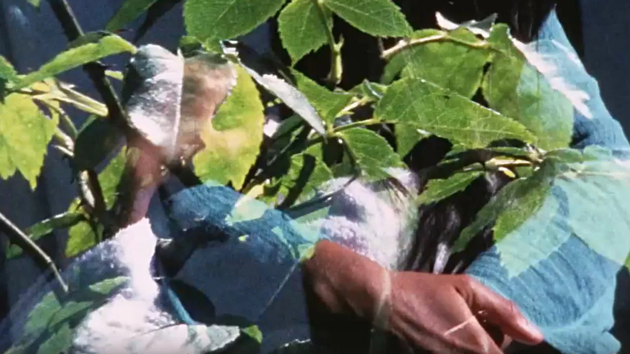 Provincetown Pieces backdrop