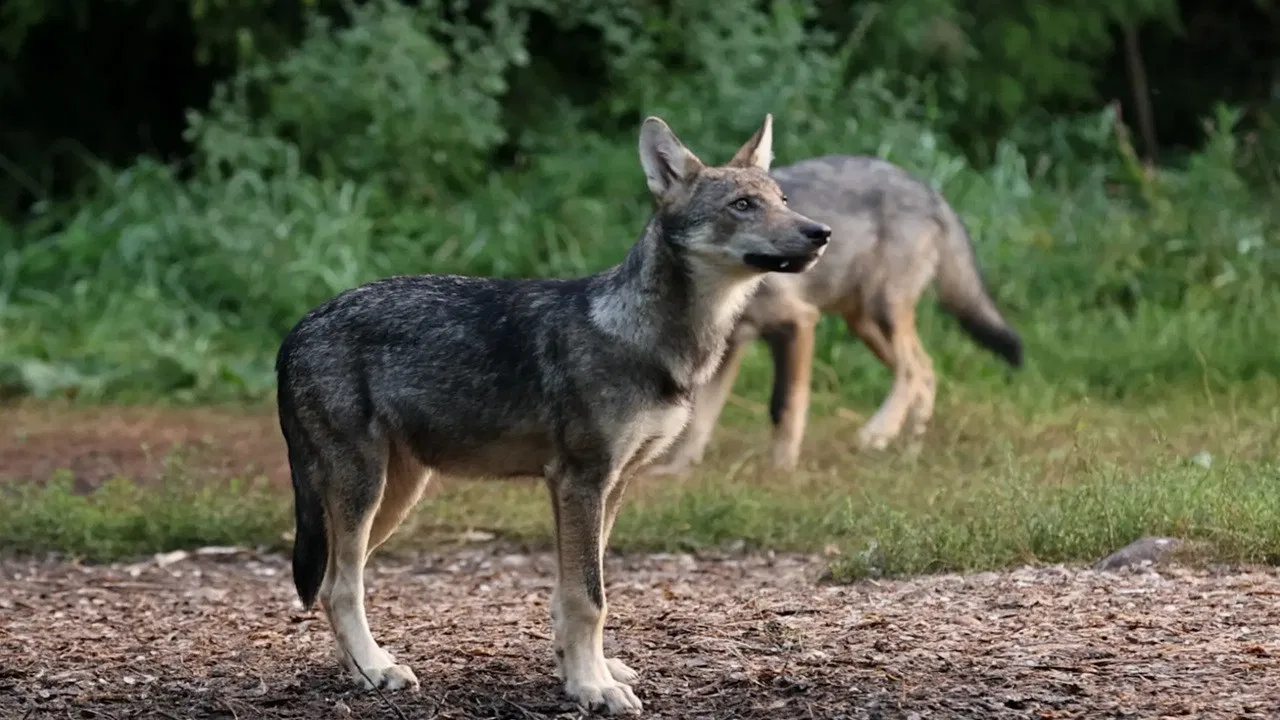 Notes from the Woods backdrop