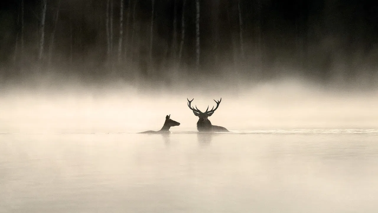 Whispers in the Woods backdrop