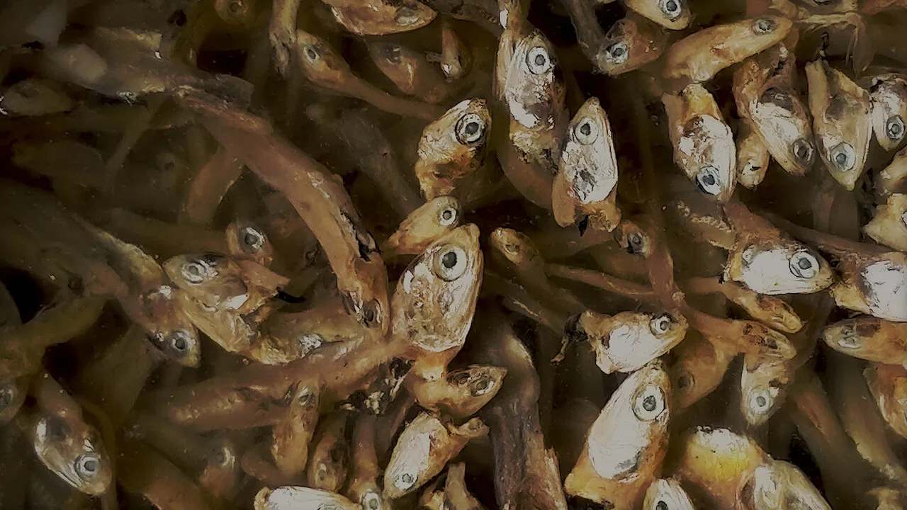 Fishing Dreams backdrop