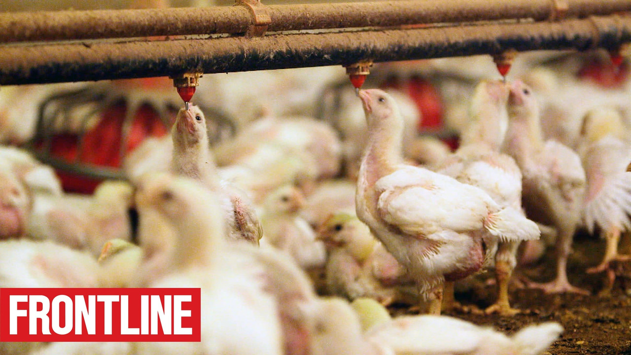 The Trouble with Antibiotics backdrop