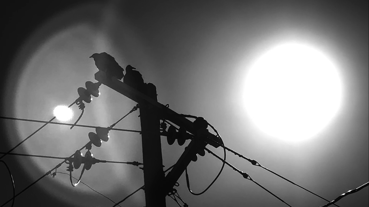 BIRDS ARE DRONES AND THEY CHARGE ON POWERLINES backdrop
