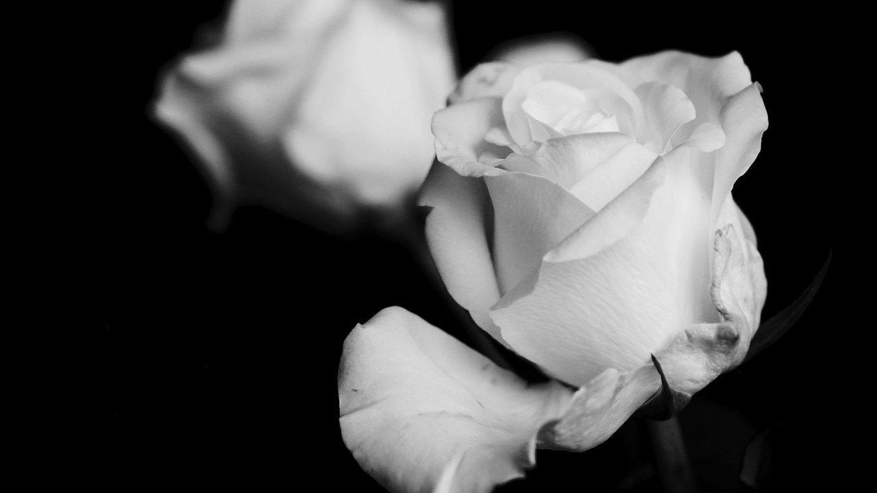 Petals of Doubt backdrop