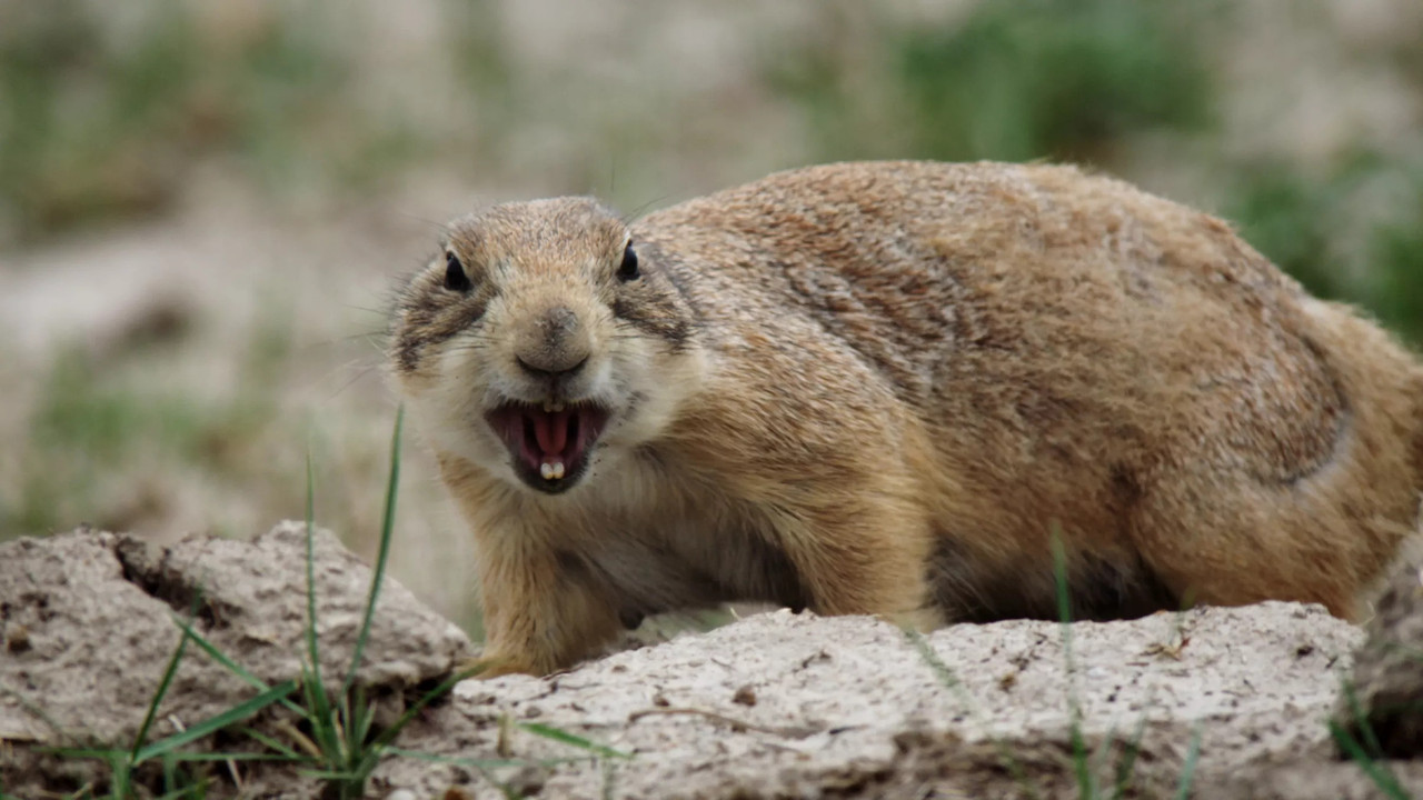 The Wild West: A Prairie Dog's Life backdrop